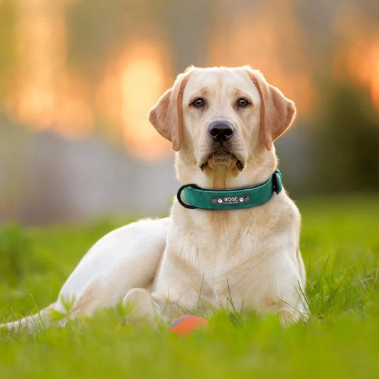 Personalised Leather ID Collar